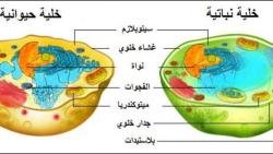 ما هو الفرق بين الخلية النباتية والحيوانية