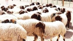 .كم سعر الاضحية في الاردن 2022